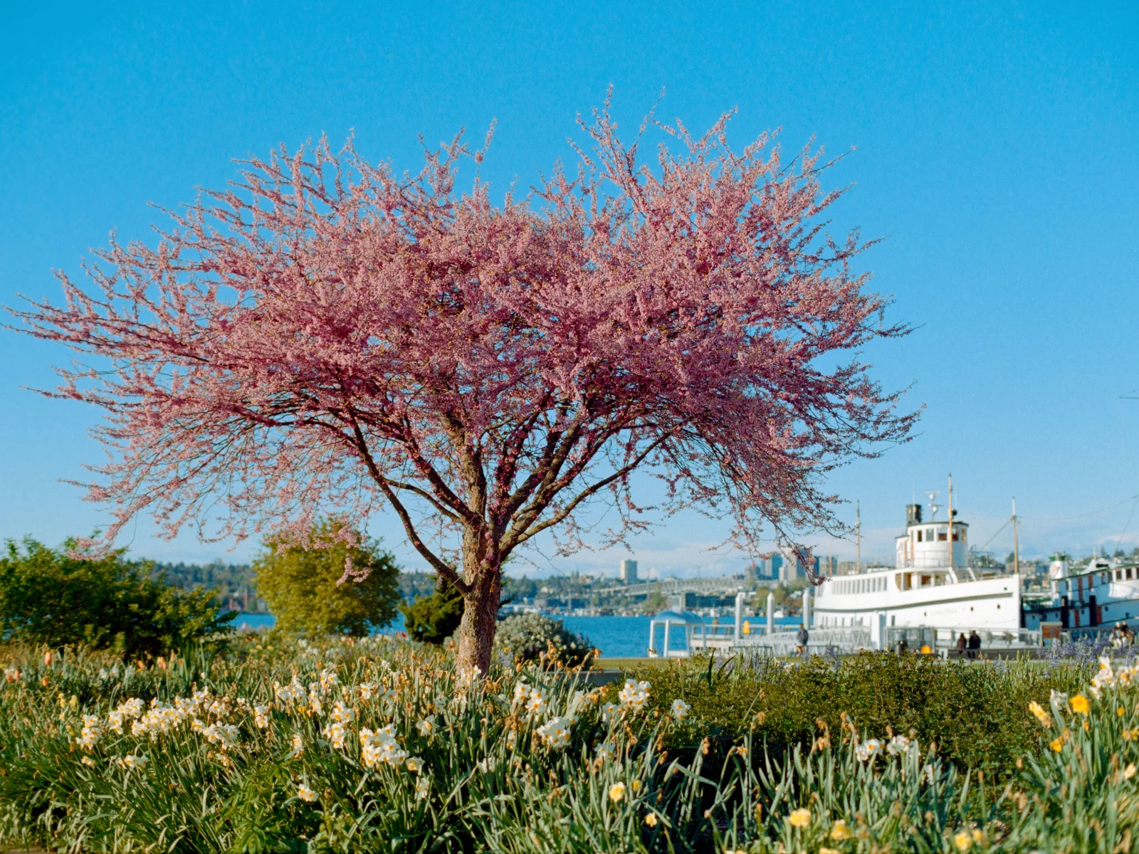 Pink cherry blossom tree